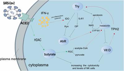 Role of aryl hydrocarbon receptors in infection and inflammation